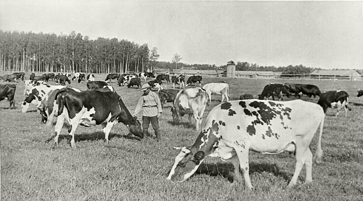 Советское хозяйство. Сельское хозяйство в 30-е годы в СССР. Сельское хозяйство в 30 годы 20 века. Сельское хозяйство в Саратовской области 19 века. Сельское хозяйство 20е годы 20 века.