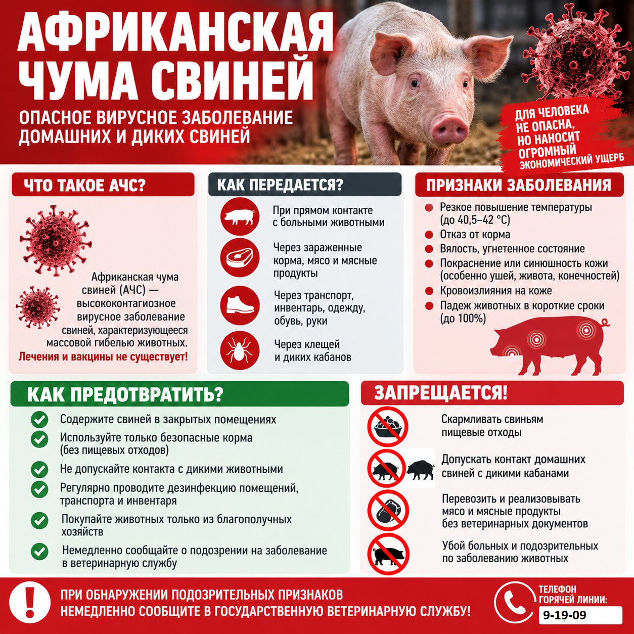 Профилактика африканской чумы свиней